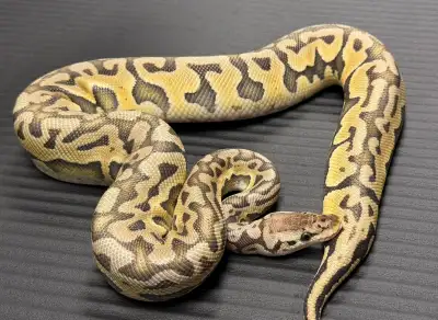 Puzzle ball python, View more