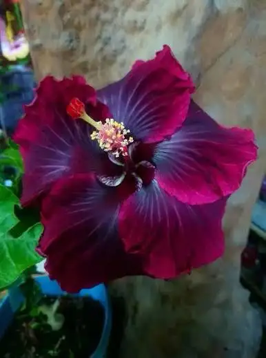 hibiscus, View more