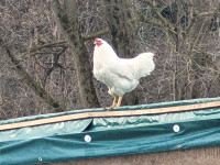 Heritage White Chantecler Roosters for sale