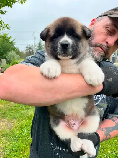 Akita américains de super lignée, View more