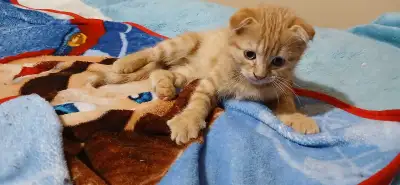 scottish fold, View more