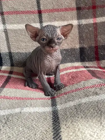 Reste 1 femmelle de disponible Sphynx née le 27 mars 2025 Il seront prêt à rejoindre leur famille à...