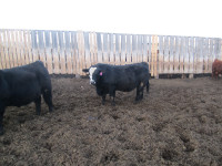 Beautiful Red & Black Sim Bulls For Sale .And Also Red Angus