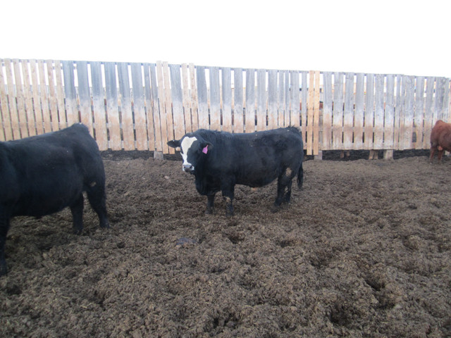 Beautiful Red & Black Sim Bulls For Sale .And Also Red Angus in Livestock in Medicine Hat