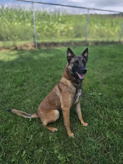 Mâle Malinois Stérilisé ~ CKC / CCC, View more