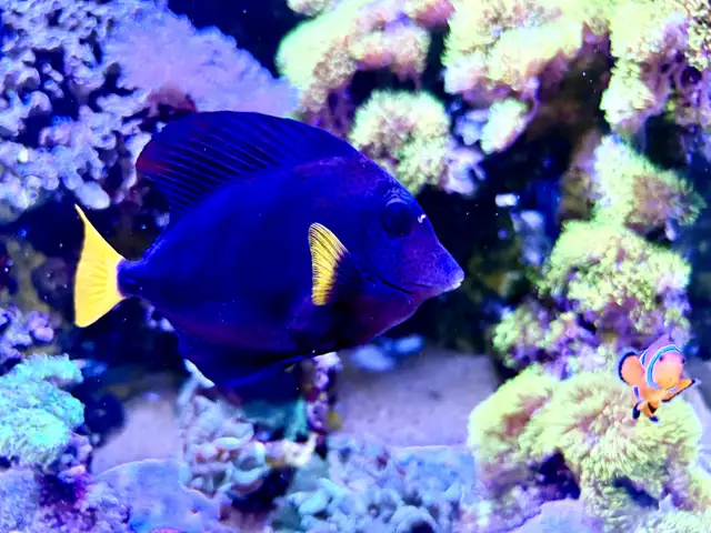 Aquariums and Salt fish for sale in Fish for Rehoming in Barrie - Image 6
