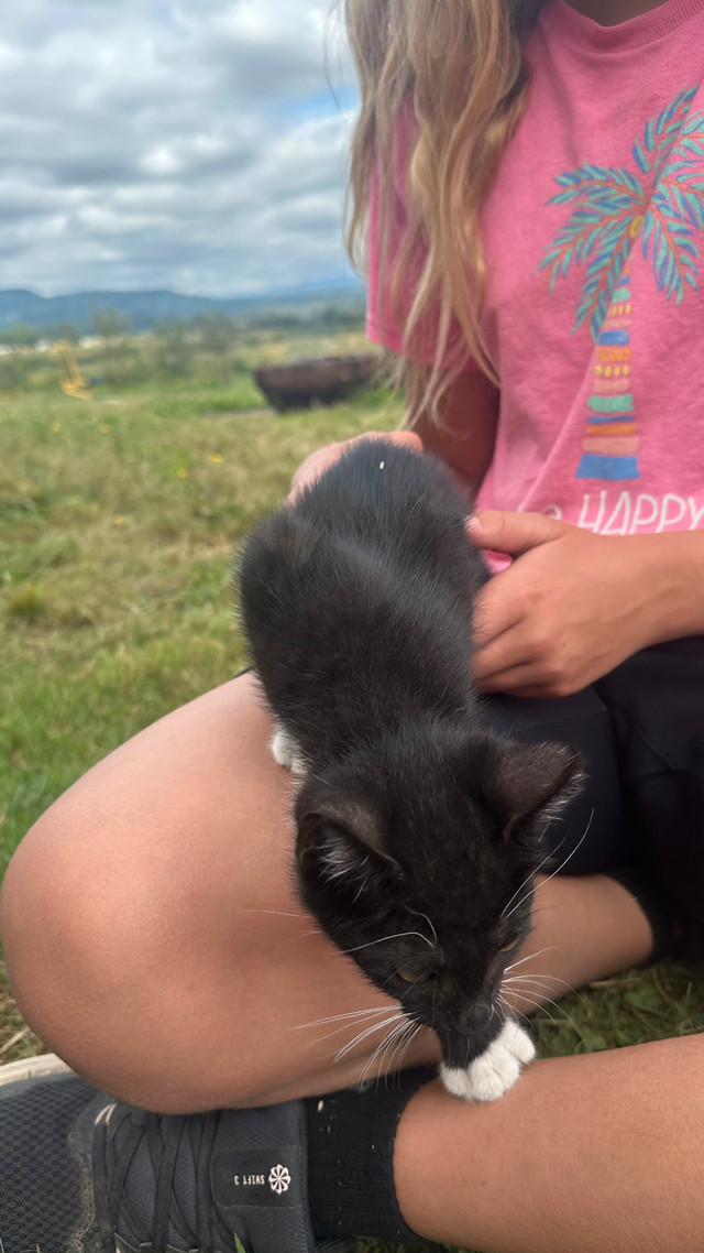 kittens for rehoming in Cats & Kittens for Rehoming in Abbotsford - Image 3