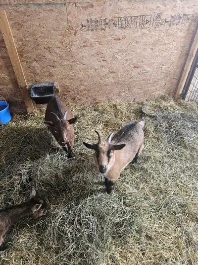 Nigerian Dwarf Goats, View more