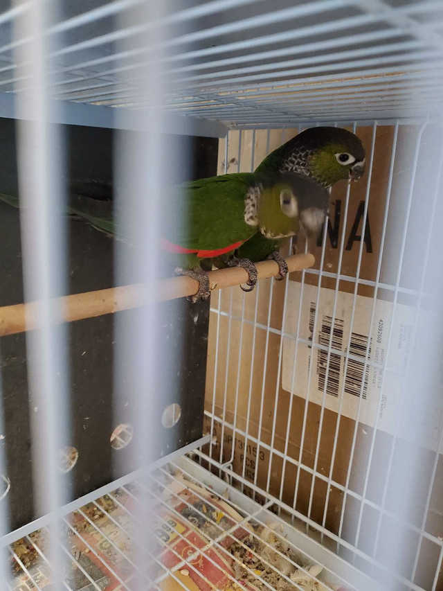 conure black cap mask in Birds for Rehoming in Mississauga / Peel Region