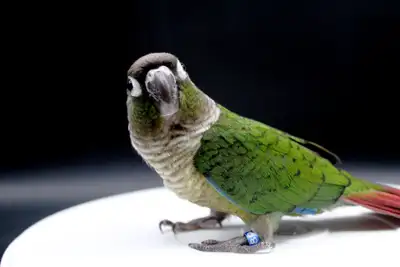 CONURES JOUES VERTES M/F NAM 250$, View more