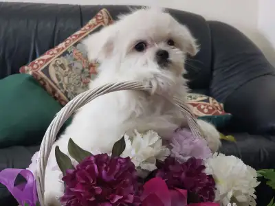 Looking for a lovable new addition to your family? We have 2 female and 1 male Maltese puppy, all re...