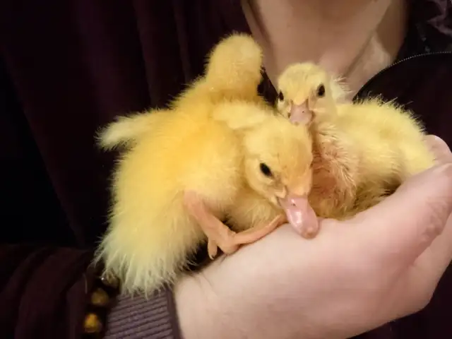 4 Indian runner ducklings in Livestock in Ottawa - Image 3