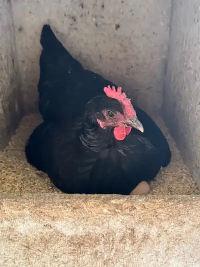 laying hens and pullets, View more