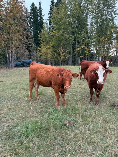 Very good quiet heifers bred to low birth weight red angus bull . Bull went out June 7 for 60 days....