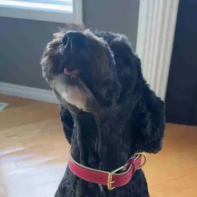 Bernshedoodle (3 yrs), View more