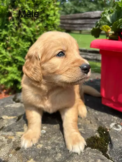 Golden Retriever, View more