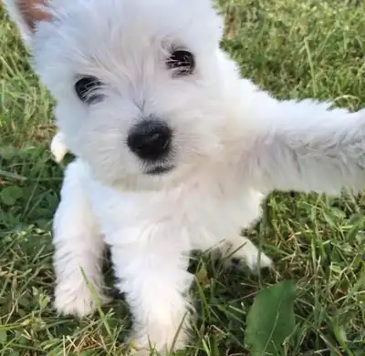 Watch for us on CMT Canadas pick a puppy season 2 and 3. We have been raising health happy westies i...