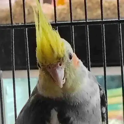 pied cockatiel, View more