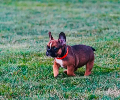 French Bulldog puppies ready for forever homes, View more