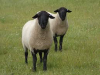 ISO Suffolk or Suffolk X ram/ ram lamb
