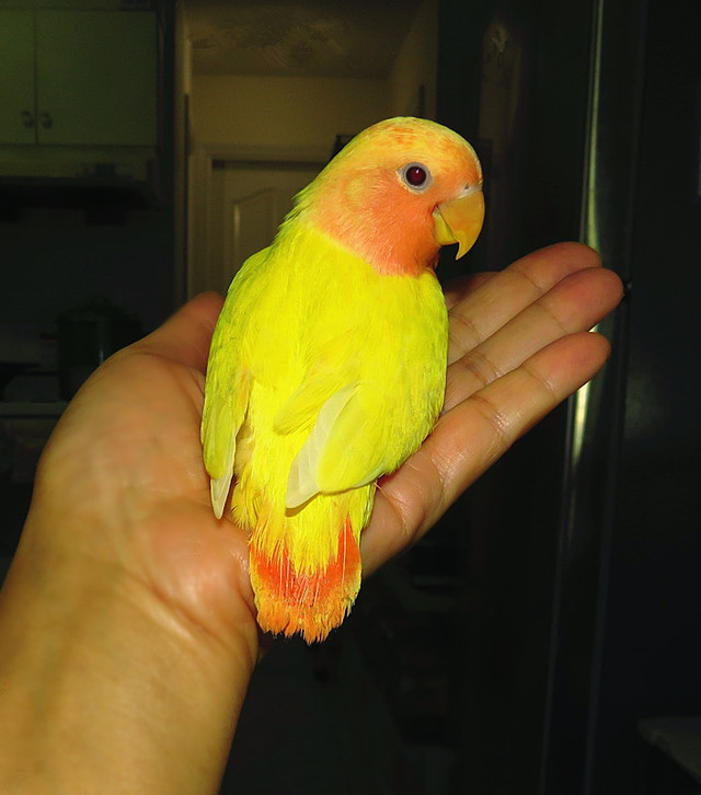 SUPER TAME handfed lovebird baby girl (peachface ino opaline) in Birds for Rehoming in Vancouver - Image 2