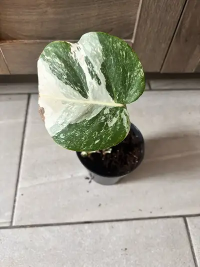 Monstera variegated White Mint Monster, View more