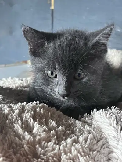 grey kitten, View more