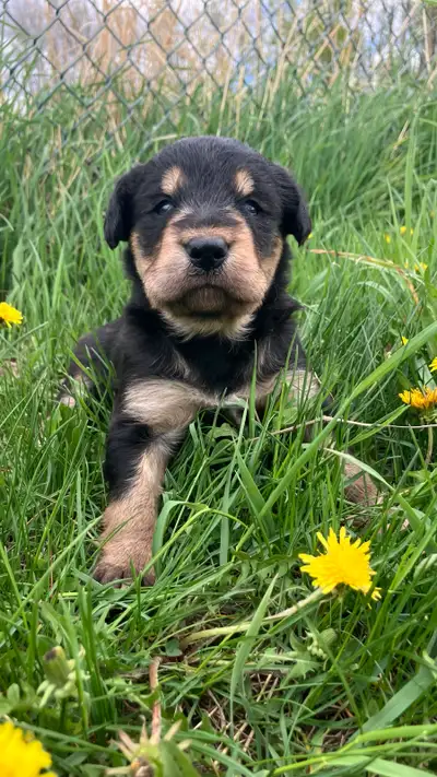 One male and one female, ready for their forever homes! These beautiful puppies will be well sociali...