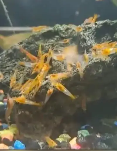 Orange Rili Aquarium Shrimp, View more