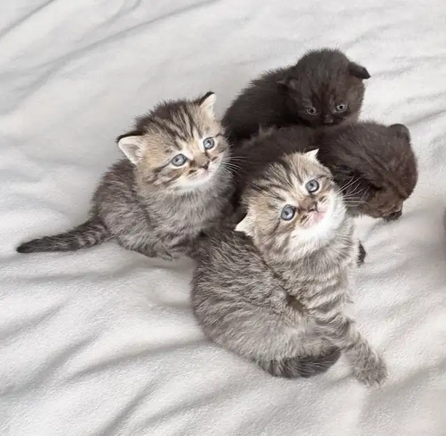 Purebred Scottish Fold Kittens in Cats & Kittens for Rehoming in City of Toronto - Image 7