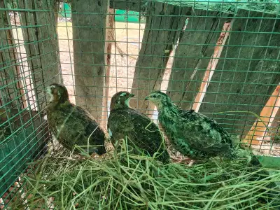 4 available $10 each Sundridge Chicks hatching soon! Message for hatching dates & availability