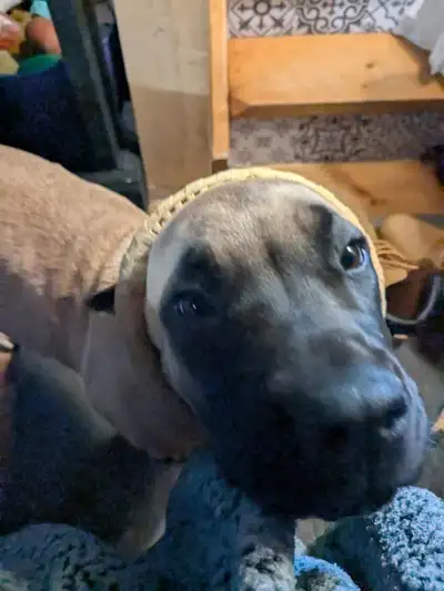 female English mastiff puppy, View more