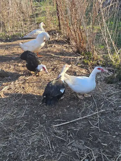 Muscovy Ducks , View more