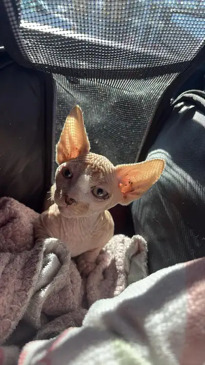 Jolie petit sphynx Bambino, née le 26 decembre 2024. Très affectueux, joviale, chaleureux, énergique...