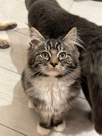Maine coon boy looking for new home 