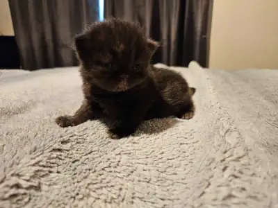 Chaton persans, date de naissance 28 mai 2025. Seront pret debut Aout. Male beige ainsi que le noir,...