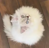 Adorable Persian Himalayan Kitten