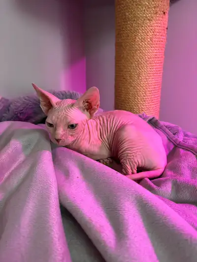 Bébé femelle prête à quitter le nid familial. Elle est douce et affectueuse. Elle adore dormir collé...