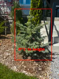 Small spruce trees for landscaping