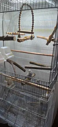 2 budgies cage and accessories 