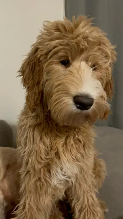 Looking for a home for our beautiful puppy, he is 5 and a half months old born Aug 16th. We just don...