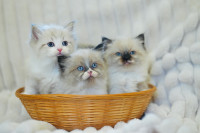 Female Ragdoll Kittens