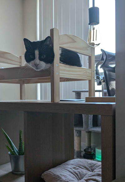 Friendly Senior Cat - Seeking a Loving Forever Home, View more