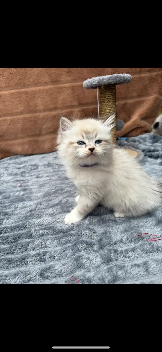 Ragdoll Kittens