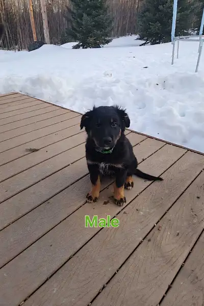 Updated* Border Collie x Kelpie Puppies, View more