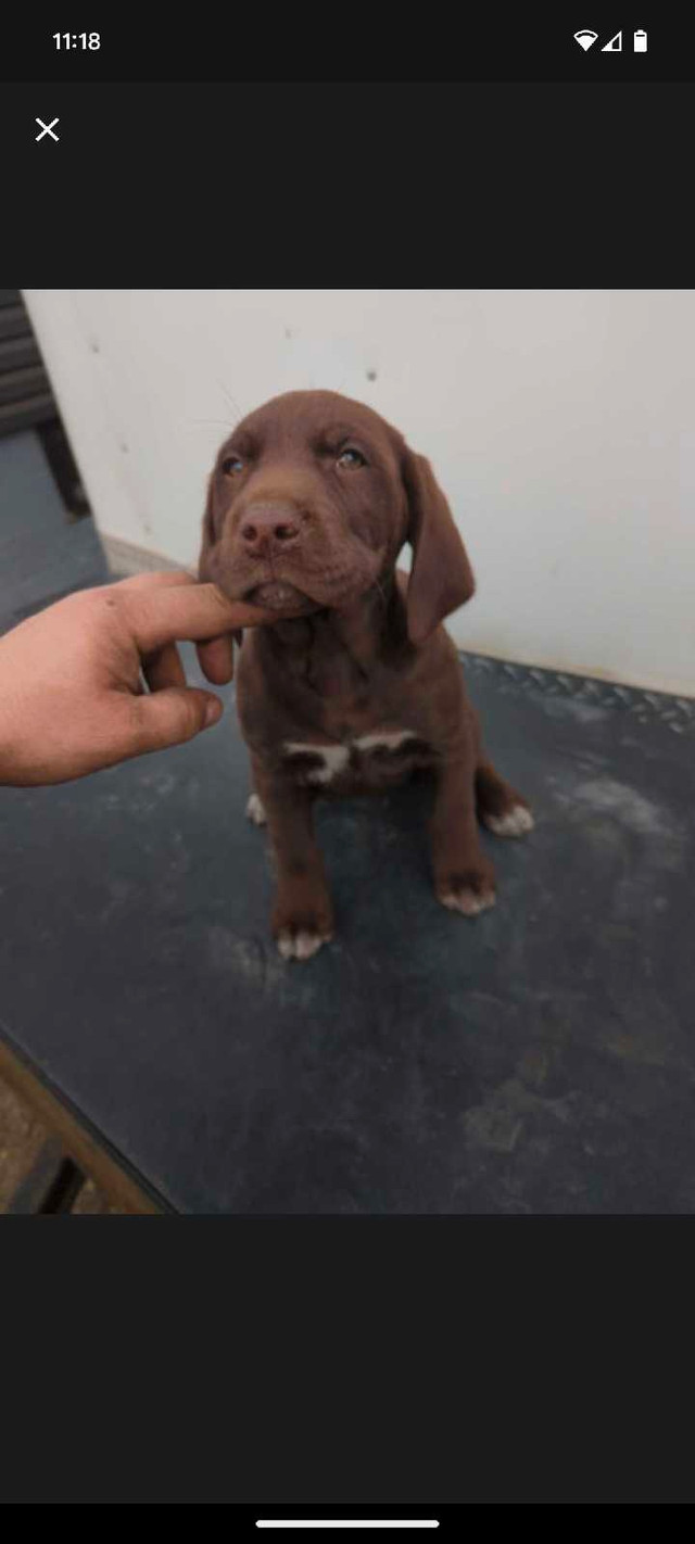 German short haired pointer puppies  in Dogs & Puppies for Rehoming in Edmonton - Image 4