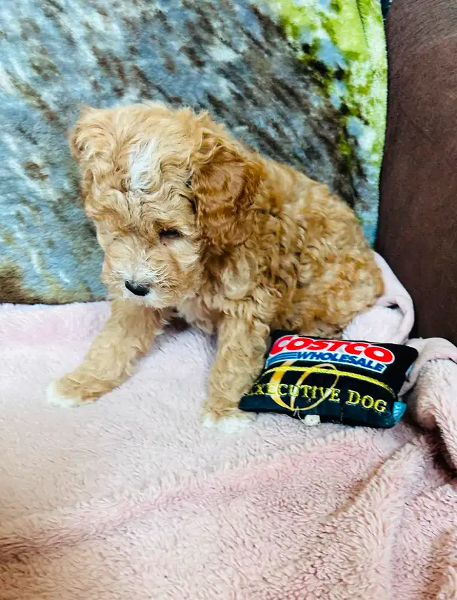 Beautiful Cavapoo Puppies in Dogs & Puppies for Rehoming in Markham / York Region - Image 8