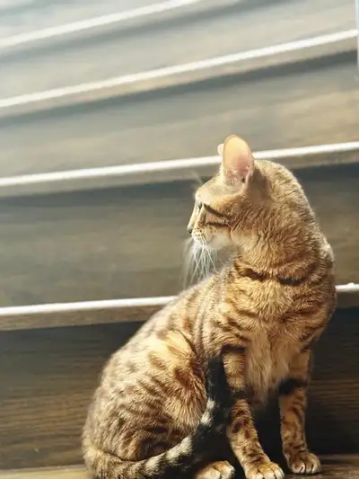 bengal cat, View more