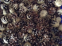 Pine Cones - Perfect for Crafting - Pack of 60 Cones - $7