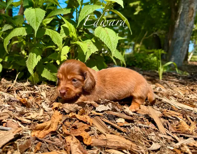 Dachshund puppies in Dogs & Puppies for Rehoming in St. Albert - Image 7